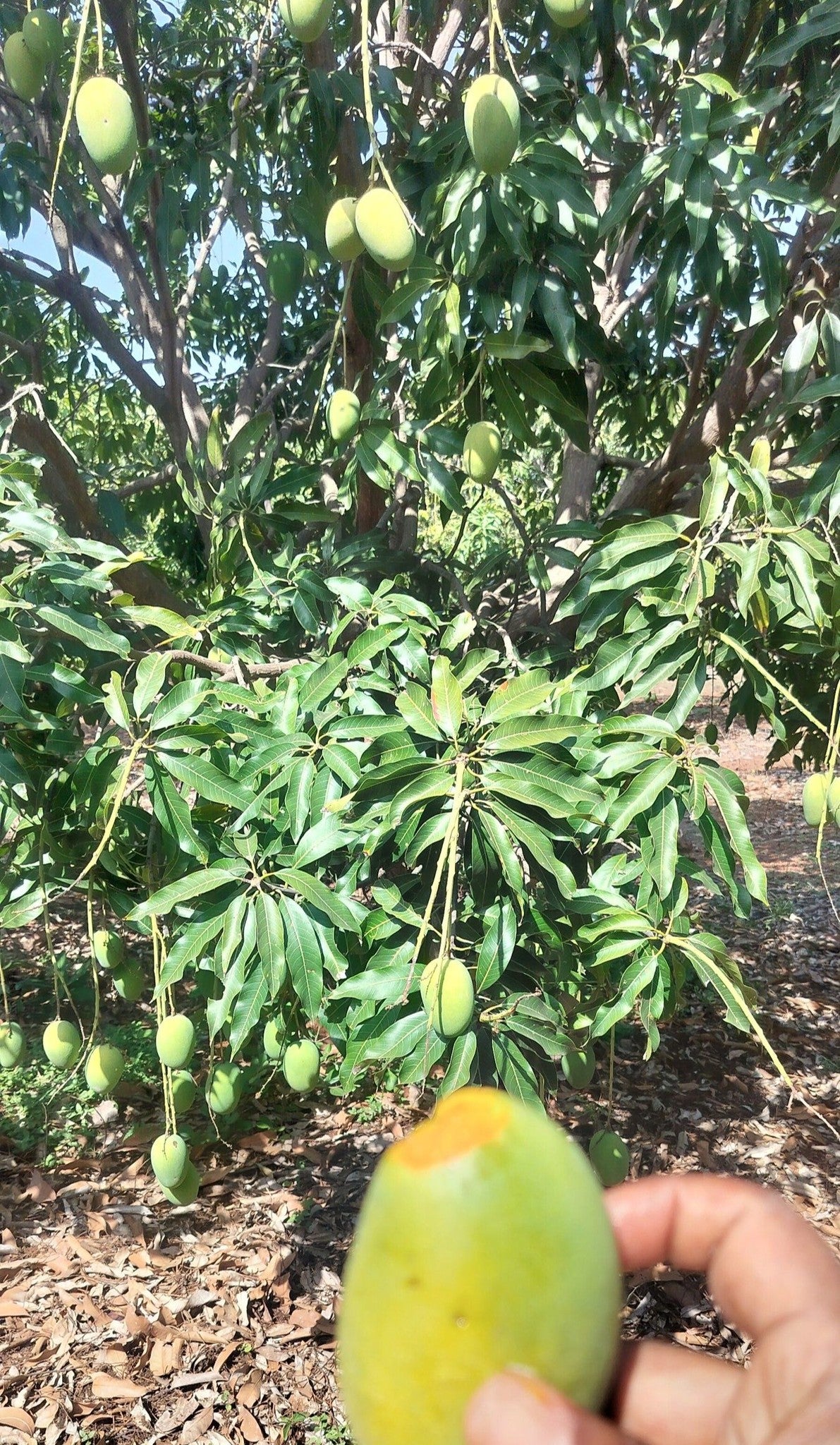 Unripe Dasheri Mangoes 25kgs